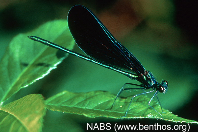 Calopteryx maculata